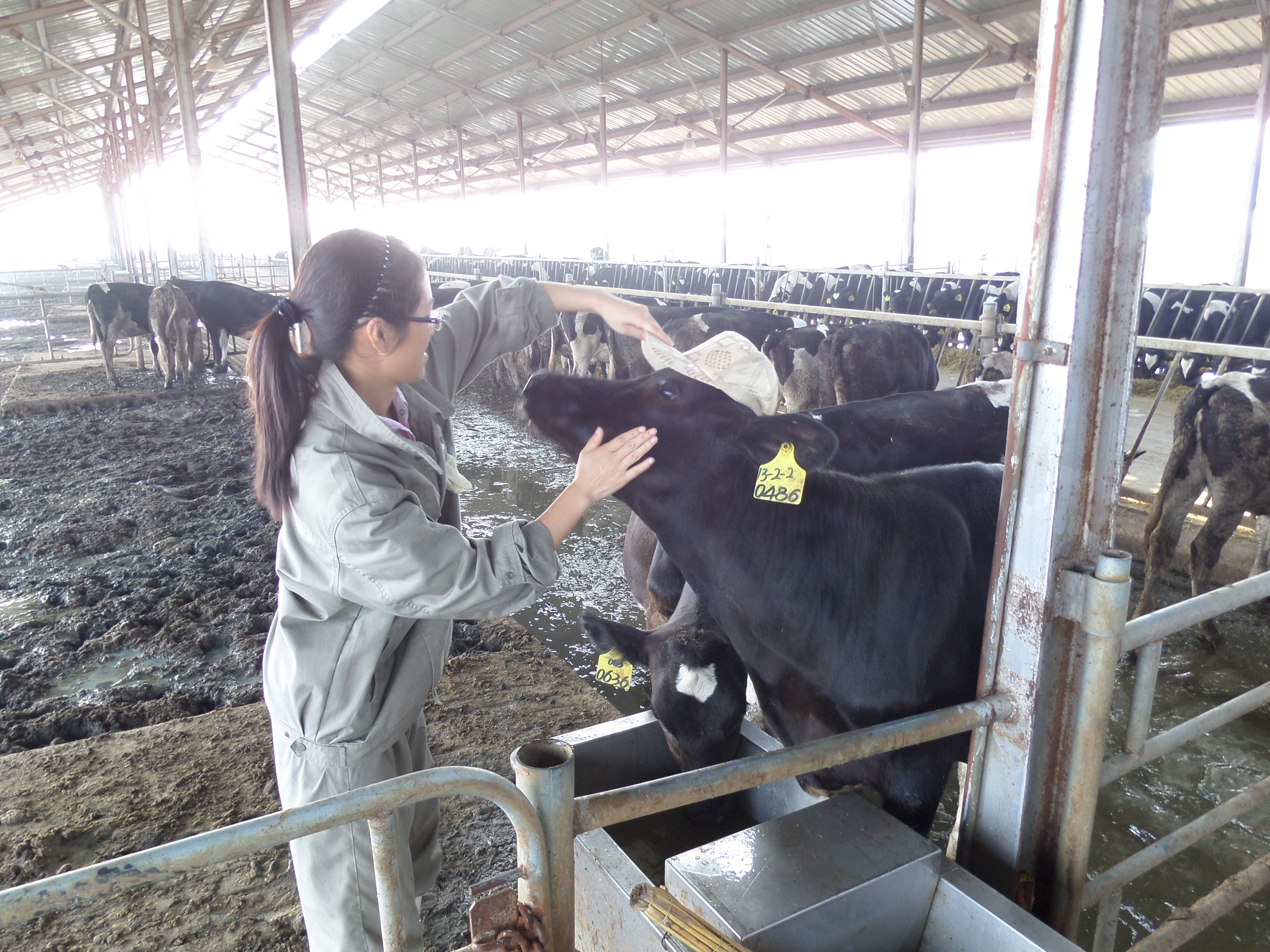 【2013暑期社会实践】实习牛场行:从犊牛开始 ,爱上
